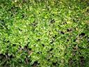 Wax Leaf Plant Hedge