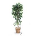 Ficus Tree with Lights